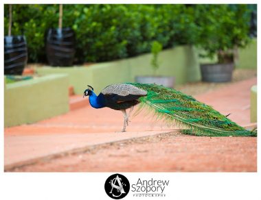 Peacock roaming the grounds