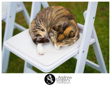 cat alsleep on chair before ceremony